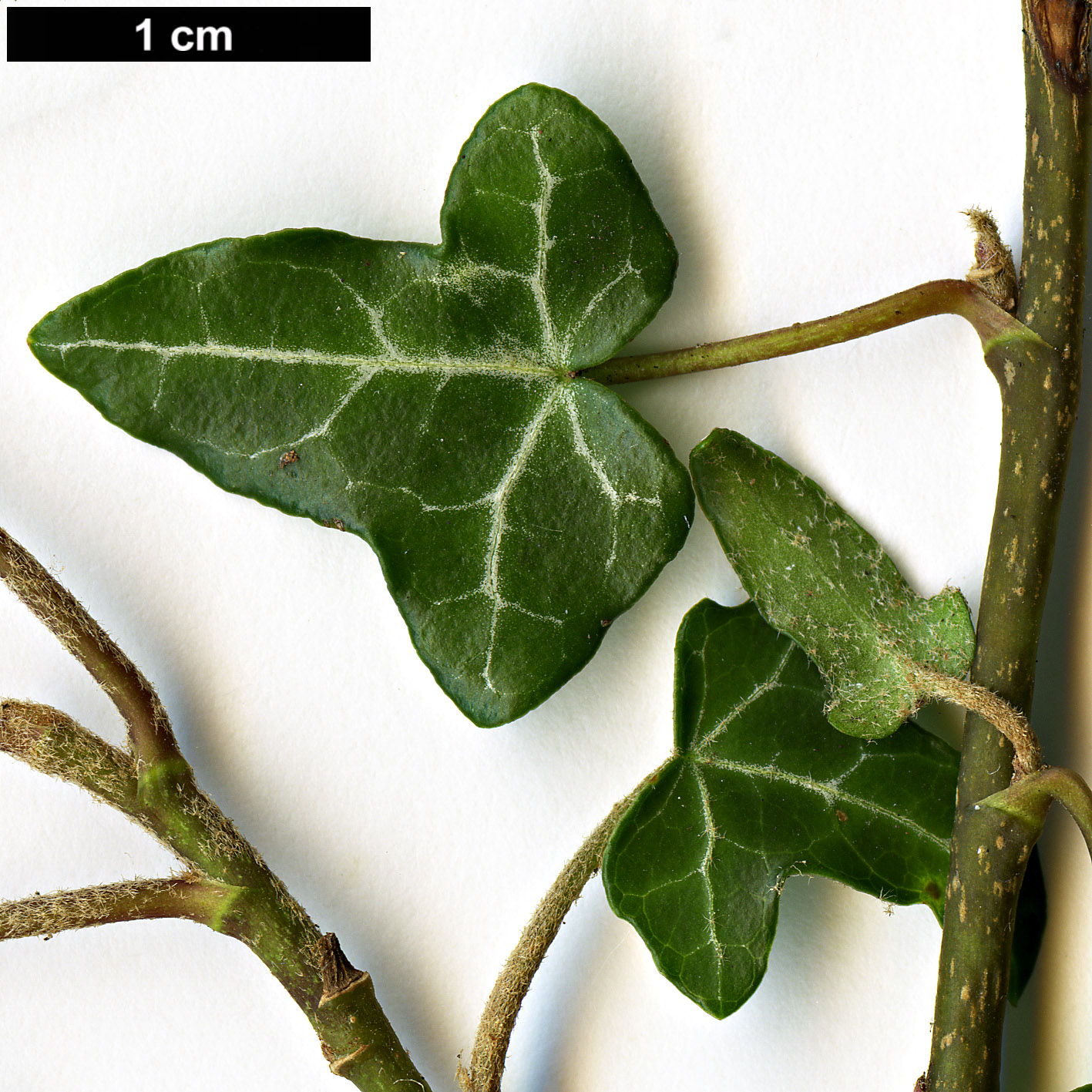High resolution image: Family: Araliaceae - Genus: Hedera - Taxon: helix - SpeciesSub: subsp. rhizomatifera
